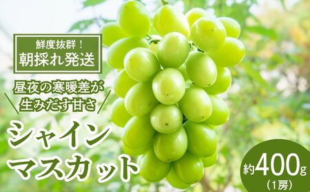 [先行受付]もてぎ育ちのシャインマスカット 約400g(1房)| シャインマスカット シャインマスカット シャインマスカット シャインマスカット シャインマスカット