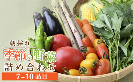茂木町産 朝採れ 季節の野菜詰め合せ | 野菜詰め合せ 野菜詰め合せ 野菜詰め合せ 野菜詰め合せ 野菜詰め合せ