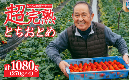 いちご[1月発送]朝採れとちおとめ レギュラー 約270g×4パック計1080g |イチゴ フルーツ 栃木県 茂木町