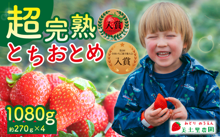 いちご[1月中旬以降発送]朝採れとちおとめ レギュラーサイズ 約270g×4パック 合計 約1080g |苺 栃木県 茂木町