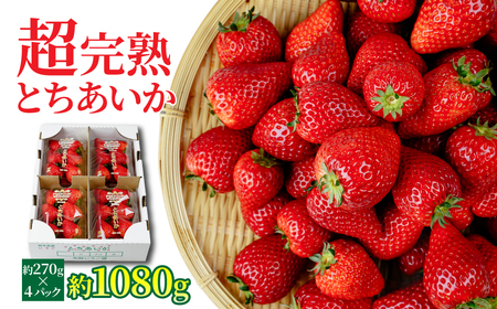 いちご[1月中旬以降発送]朝採れとちあいか レギュラーサイズ 約270g × 4パック 合計 約1080g | 苺 果物 フルーツ 栃木県 茂木町