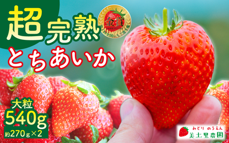 [1月発送]朝採れいちご とちあいか 大粒 合計 約540g | 果物 フルーツ 栃木県 茂木町