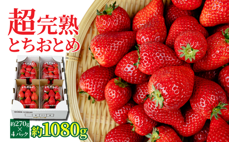 y1{ȍ~ẑƂƂ M[TCY 270g × 4pbN v 1080g |C`S 