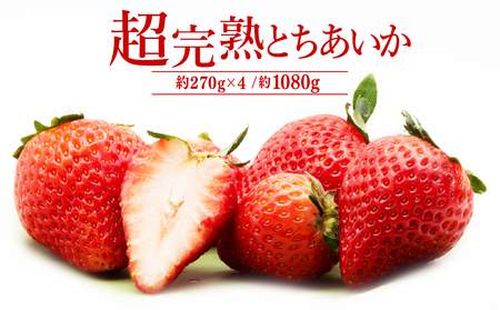 いちご[1月中旬以降発送]朝採れとちあいか レギュラーサイズ 約270g × 4パック 合計 1080g |イチゴ いちご