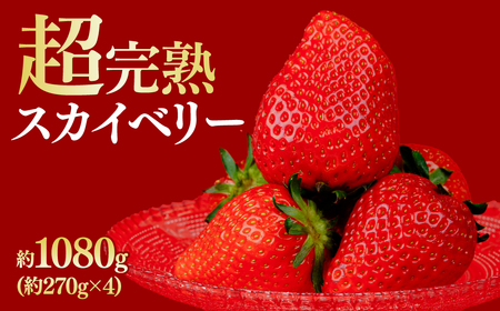 いちご[1月中旬以降発送]朝採れスカイベリー レギュラーサイズ 約270g × 4パック 合計 約1080g |イチゴ いちご