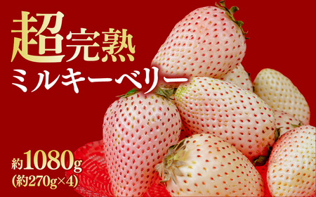 いちご[1月中旬以降発送]朝採れとミルキーベリー レギュラー 約270g ×4パック 合計1080g |イチゴ いちご