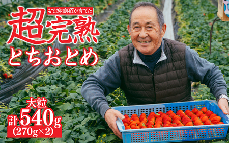 y1{ȍ~ẑƂƂ 嗱 270g × 2pbN v540g |C`S 