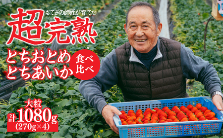いちご[1月中旬以降発送]朝採れとちおとめ×とちあいか 食べ比べセット大粒 各約270g × 2パック 合計1080g |イチゴ いちご