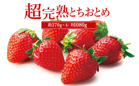 いちご[1月中旬以降発送]朝採れとちおとめ レギュラーサイズ 約270g × 4パック 合計 1080g |イチゴ いちご