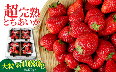 y1ẑƂ 嗱 1080g |C`S Ȗ، Ζؒ