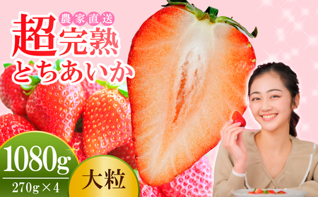 y1{ȍ~ẑƂ 嗱 270g×4pbN v 1080g |C`S 