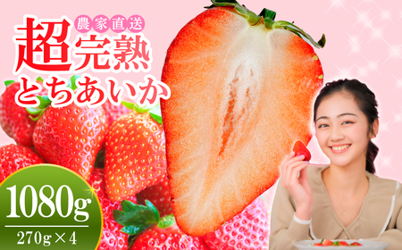 [先行受付:1月中旬以降発送]いちご 小島さんちの完熟 とちあいか レギュラーサイズ 約270g×4パック 合計 約1080g