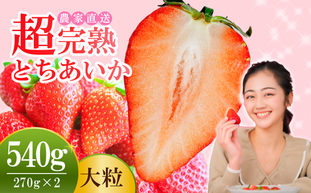 [先行受付:1月中旬以降発送]いちご 小島さんちの 完熟 とちあいか 大粒 約270g × 2パック 合計 約540g