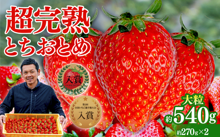 いちご[3月発送]朝採れとちおとめ 大粒 約270g × 2パック 合計 約540g | イチゴ 栃木県 茂木町