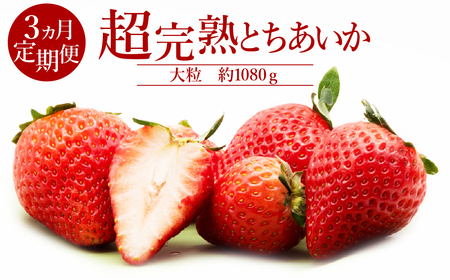  3 n Ƃ 嗱  1080g | C`S 嗱 Ȗ، Ζؒ