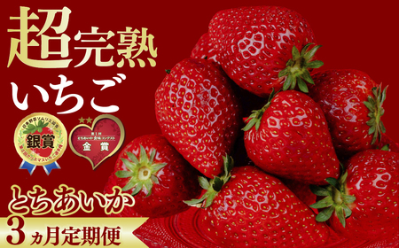 いちご [定期便3回]完熟 とちあいか 約1080g | イチゴ 完熟 栃木県 茂木町