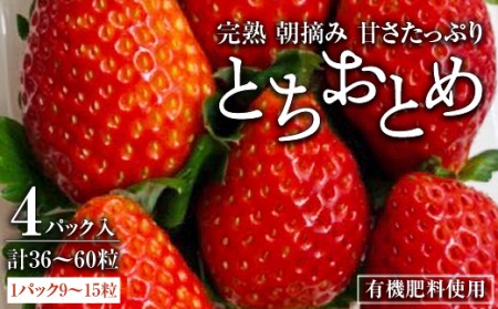 [11月下旬から順次発送]鈴木いちご園の★完熟★朝摘み★とちおとめ 4パック入り[配送不可地域:離島・北海道・沖縄県・九州]