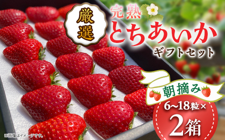 11月中旬より発送【鈴木いちご園】厳選・完熟・朝摘み　とちあいかギフトセット　2箱【配送不可地域：離島・北海道・沖縄県・九州】【1270401】