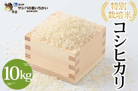 ʍ͔|āqRVqJr10kg     Ȗ،Y ւ̔zs 2025N9{菇\