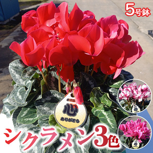 【先行予約】厳選シクラメン5号鉢×3セット 生産者厳選3色【花・シクラメン・鉢】※北海道への配送不可 ※2025年11月下旬～12月下旬頃に順次発送予定