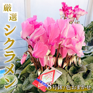厳選シクラメン8号鉢 [花・シクラメン・鉢]※2025年11月下旬〜12月下旬頃に順次発送予定 ※北海道への配送不可 ※着日指定不可