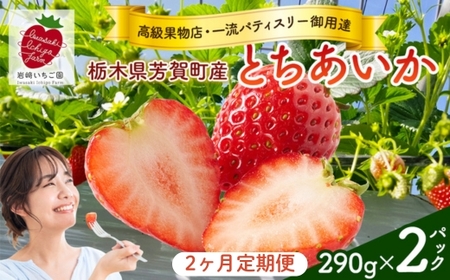 [2ヶ月定期便]栃木県芳賀町産いちご とちあいか290g(7〜12粒)×2トレイ | 果物 フルーツ いちご 苺 イチゴ とちあいか ブランド 期間限定 季節限定 旬 国産 ※2026年1月上旬〜4月下旬頃に順次発送予定