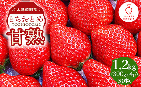甘熟とちおとめ 30粒 各300g×4p | とちおとめ いちご 苺 栃木県 果物 フルーツ ※北海道・沖縄・離島への配送不可 ※2026年1月上旬〜4月中旬頃に順次発送予定