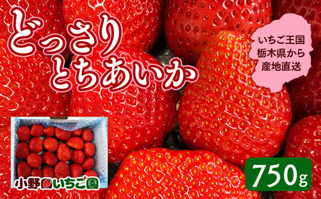 栃木県産 どっさりとちあいか[750g]|いちご いちご いちご いちご いちご ※2025年12月中旬頃より順次発送予定 ※離島への配送不可