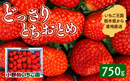 栃木県産 どっさりとちおとめ[750g] | 家庭用 完熟 朝摘み 苺 いちご イチゴ とちおとめ 果物 フルーツ 秀品 栃木県 壬生町 産地直送 ※2025年11月中旬頃より順次発送予定 ※離島への配送不可
