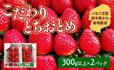 栃木県産 こだわり とちおとめ[300g以上×2パック]| 家庭用 完熟 朝摘み 苺 いちご イチゴ とちおとめ 果物 フルーツ 秀品 贈答 栃木県 壬生町 産地直送 いちご いちご いちご※2025年11月中旬頃より順次発送予定