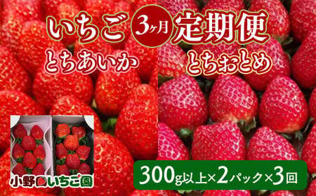 【定期便】＜いちご3ヶ月定期便＞先行受付 とちあいか とちおとめ 300g以上2パック計3回 | 完熟 朝摘み 苺 いちご イチゴ とちあいか とちおとめ 食べ比べ 果物 フルーツ 秀品 贈答 栃木県 壬生町 産地直送 ※2026年1月上旬頃より順次発送予定