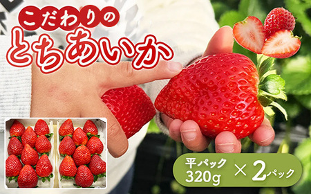 とちあいか 平パック 320g×2パック | いちご 苺 栃木県 果物 フルーツ ※北海道・沖縄・離島への配送不可 ※2026年1月中旬〜3月中旬頃に順次発送予定