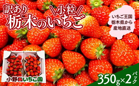 訳あり 小粒いちご | とちおとめ とちあいか イチゴ 苺 栃木県 果物 フルーツ 栃木県 壬生町 産地直送 ※2026年3月上旬〜5月下旬頃に順次発送予定 ※離島への配送不可