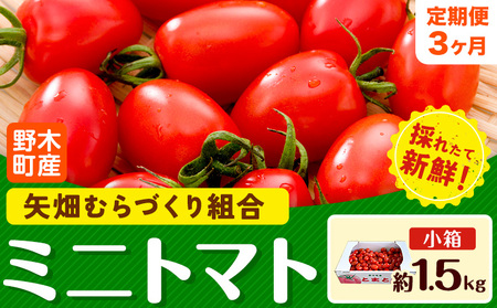 [先行予約][3ヶ月定期便]ミニトマト 約1.5kg 1箱 小箱 栃木県 野木町産 矢畑むらづくり組合 [10月中旬頃順次出荷]栃木県 野木町 トマト ミニトマト 野菜 新鮮