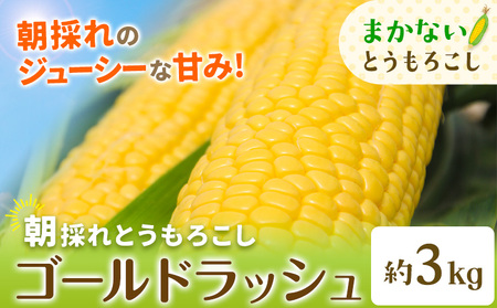 [先行予約]とうもろこし 約3kg 野木町産 老沼 利治[2026年6月中旬-7月中旬頃出荷]栃木県野木町朝採れクール便スイートコーン