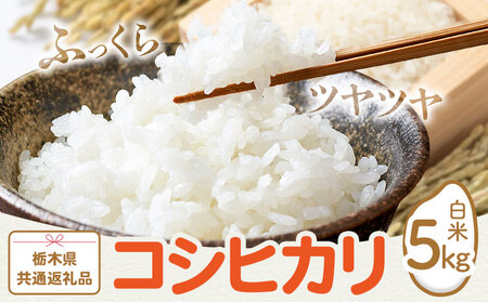 米 お米 コシヒカリ 5kg 令和7年産 江戸屋農産株式会社[30日以内に出荷予定(土日祝除く)] 栃木県産 コメ 米 こしひかり コシヒカリ5kg 5キロ[栃木県共通返礼品]