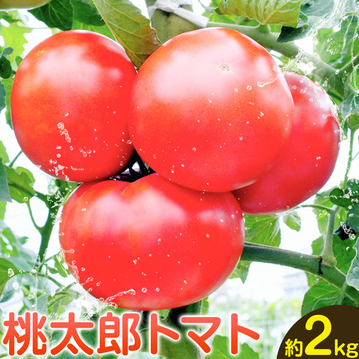 トマト 栃木県 野木町産 トマト 桃太郎 約2kg 秋山農園[3月上旬-7月上旬頃出荷予定]
