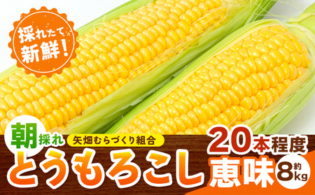 とうもろこし恵味8kg[6月下旬-7月下旬頃出荷]とうもろこしとうもろこしとうもろこし