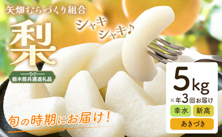 梨 定期便 5kg 計3回 矢畑むらづくり組合[7月下旬-9月下旬頃出荷]栃木県 野木町 [栃木県共通返礼品 栃木県産][配送不可地域あり](離島)梨定期便梨定期便梨定期便