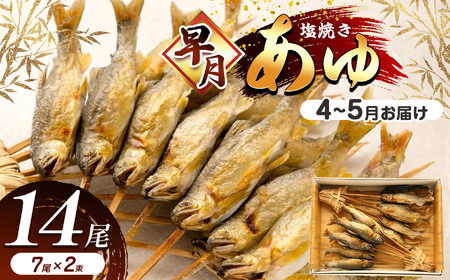 [4月〜5月旬の鮎] 早月あゆ(塩焼き)成魚になる前のやわらかい鮎 | 早月 あゆ 塩焼き旬 やわらかい 早月あゆの塩焼き 成魚前 早月あゆ 4月 早月鮎 お取り寄せ 旬の鮎 塩焼 新鮮 ギフト ふるさと納税 栃木県 那珂川町 送料無料