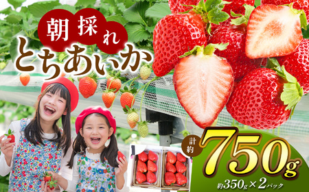 [栃木県共通返礼品][いちごに優しいソフトパックでお届け]朝採れいちご とちあいか 350g×2P | いちご とちあいか 朝採れ 贈答用 大粒 新鮮 甘い 美味しい 果物 デザート 栃木県 那珂川町