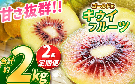 [定期便2回][2025年先行予約]甘さ抜群のゴールド系 キウイフルーツ 約2kg 