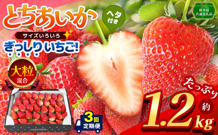 [栃木県共通返礼品][定期便3回][先行予約]ぎっしり とちあいか 大粒(サイズ不揃い) 約1.2kg 