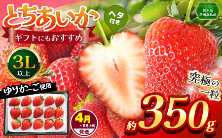 [栃木県共通返礼品][4~5月発送分][先行予約]とちあいか 3L以上ホール詰め 約350g | いちご とちあいか 香貴 朝採れ 大粒 新鮮 甘い 数量 限定 美味しい 果物 共通返礼品 フルーツ デザート 栃木県 那珂川町 送料無料