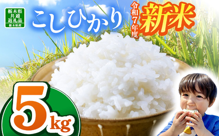 [栃木県共通返礼品][令和7年度新米先行予約]栃木県産コシヒカリ 5kg | ふるさと 納税 コシヒカリ お米 精米 白米 玄米 大粒 共通返礼品 送料無料 那珂川町 栃木県