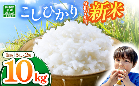 【栃木県共通返礼品】【令和7年度新米先行予約】栃木県産コシヒカリ 10kg | ふるさと 納税 コシヒカリ お米 精米 白米 玄米 大粒 共通返礼品 送料無料 那珂川町 栃木県