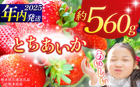 yȖ،ʕԗizy2025Ns\zƂ 280g×2P| N ʕ  t[c  ₳ TC  C`S  Ƃ VN Â    ʕ ʕԗ