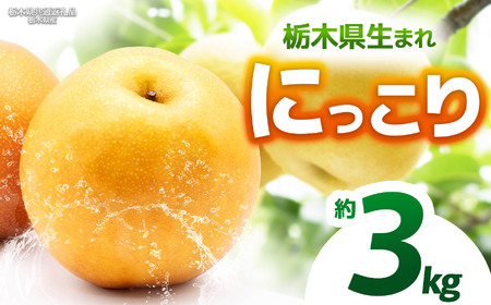yȖ،ʕԗizy2025Ns\zɂ 3kg |ɂ  Ȃ iV Vi s\ 嗱 VN Â  ʕ  t[c ӂ[ ʕԗi t[c fU[g 