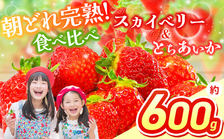 [2026年先行予約]スカイベリー&とちあいか 食べ比べ 300g×2 