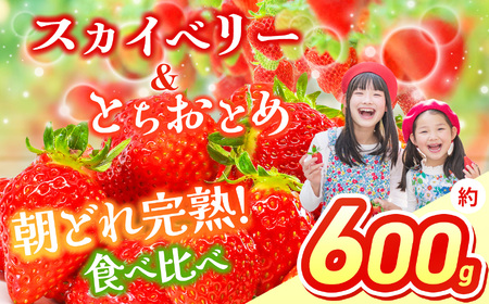 [2026年先行予約] スカイベリー&とちおとめ 食べ比べ 300g×2 